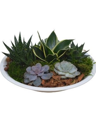 Giant Succulent Bowl