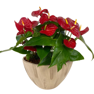 Grand Anthurium 