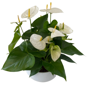 Garden of Anthurium in White