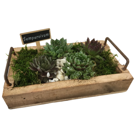Succulent Party Platter