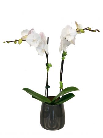 WINTER WHITE PHALEONOPSIS ORCHID 