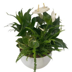 WHITE PLANT GARDEN