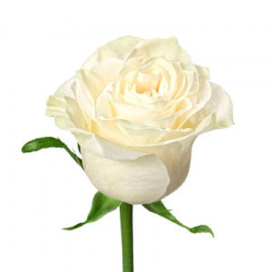 Bulk Roses $5.00