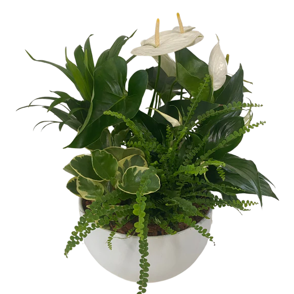 WHITE PLANT GARDEN