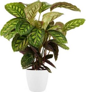 Calathea Plant