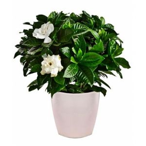 Gardenia Plant