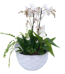 Orchid Garden Planter