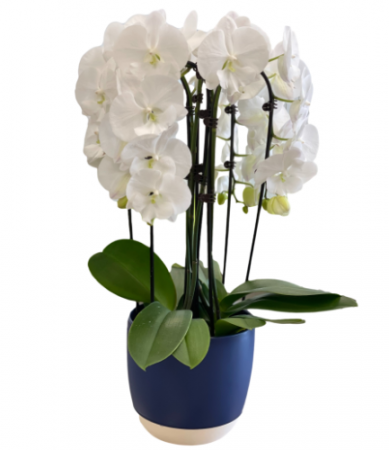 Royal Waterfall Orchid Planter