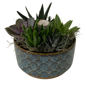 PEBBLE SUCCULENT