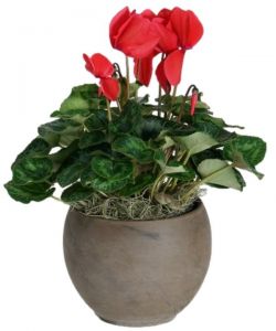 Holiday Cyclamen