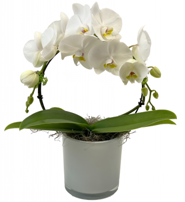 White Infinity Orchid