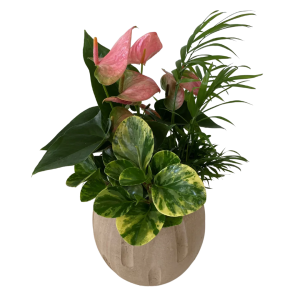 Cream Tropical Planter