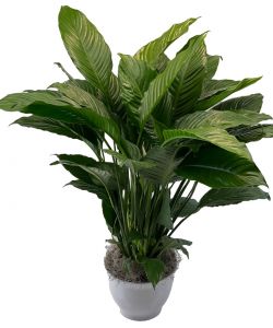 Simply Elegant Spathiphyllum