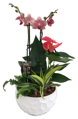 Tropical Orchid Planter