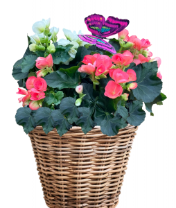 Large Begonia Plant