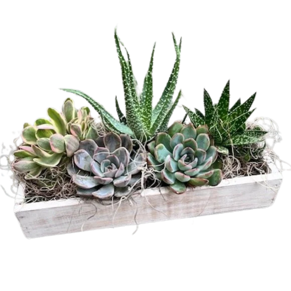 White Succulent Box
