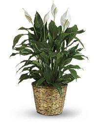 SPATHIPHYLLUM PLANT