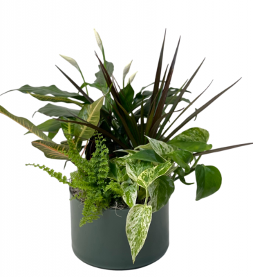 Gift of Green