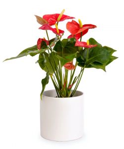 Anthurium Plant