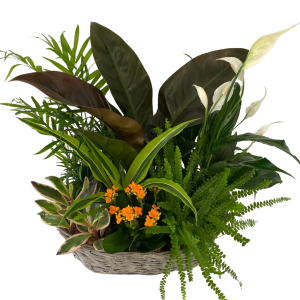 Large Tropical Basket Planter