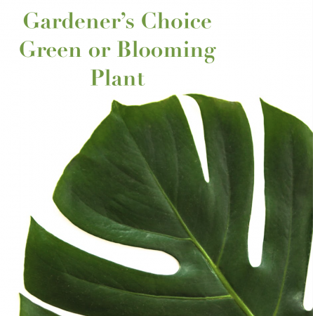 Gardener's Choice Plant