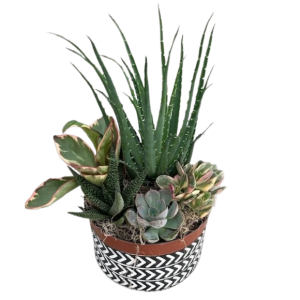 Autumn Succulent Planter