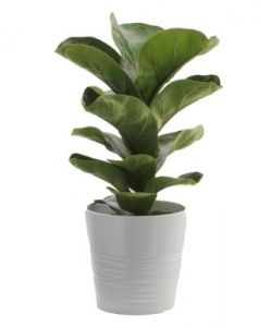 Fiddle Leaf Fig