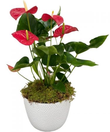 Large Pink Anthurium Plant