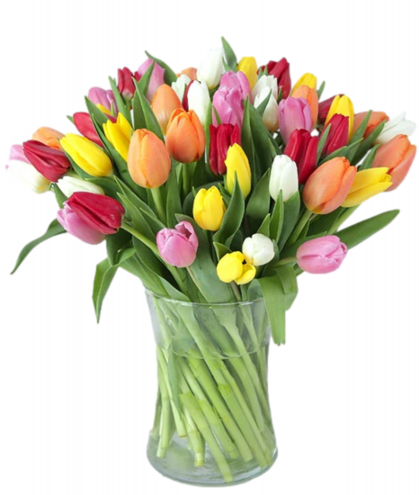 FIFTY MIXED TULIPS