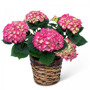 Large Hydrangea Plant