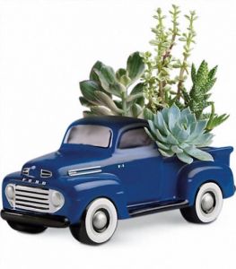 Succulent Ford Pickup Truck