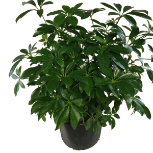 Schefflera Plant