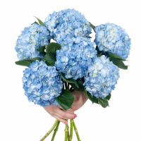 Blue Hydrangea Bouquet