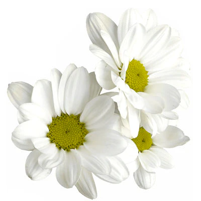 Bulk Daisies $3.50