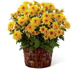 Chrysanthemum Mum Plant