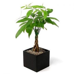 MONEY TREE PLANT