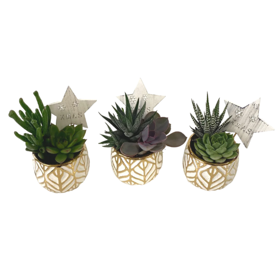 Golden Leaf Succulent Trio