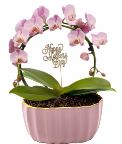 Blooming Halo Orchid
