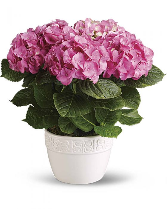Happy Hydrangea Plant