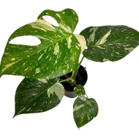  Monstera Tai Constellation