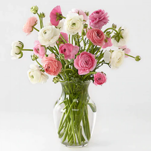 Sweet Ranunculus 