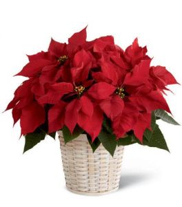 Small Red Poinsettia Basket