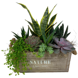 Natural Succulent Garden