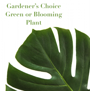 Gardener's Choice Blooming Plant