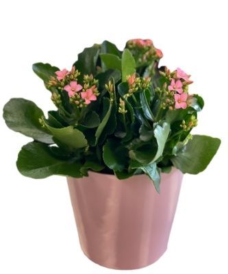 Kalanchoe Plant