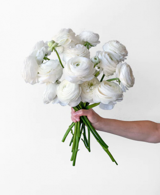 Pearl White Ranunculus