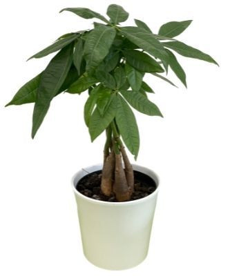 Money Tree Plant