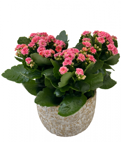 Blooming Pink Calandiva