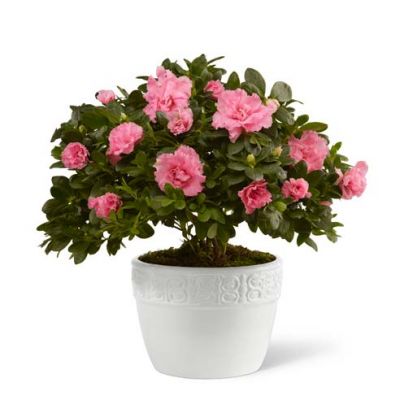 Vibrant Azalea Planter