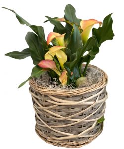 Calla Lily Plant